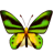 Green Ornithoptera