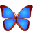 Morpho Didius