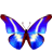 Morpho Helena
