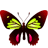Parides Papilio