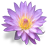 Waterlily